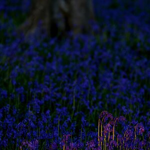Akt.blau (11)