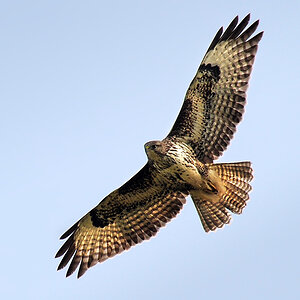 DSC 5483 Bussard 1000