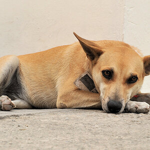 Hund 3020
