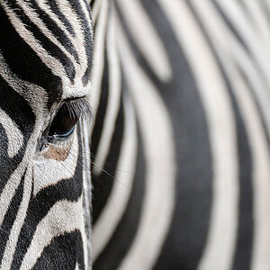 Zebra
Serengeti Safari Park
3714
