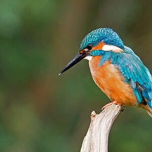 D71 2581 Eisi da ist der Fisch