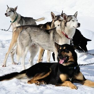 Schlittenhunde in Whistler