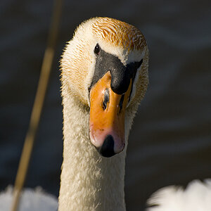 Schwan Ostsee 09