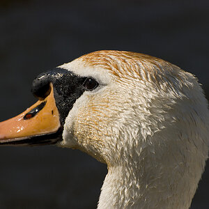 Schwan Ostsee 09 II