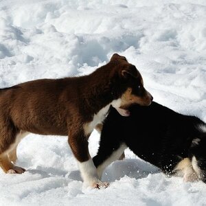 7 Wochen alte Puppies