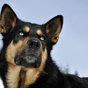 Huskymischling in Whistler