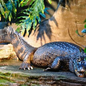 Kroko im Vancouver Aquarium