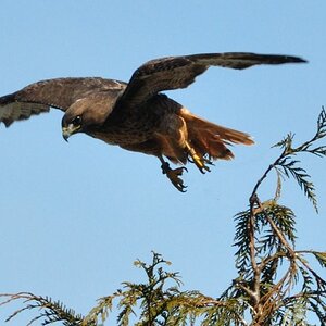 Hawk im Stanley-Park Vancouver