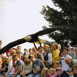 Flugshow im Wildpark Edersee