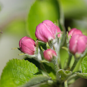 Apfelblüte geheimrath oldenburg
