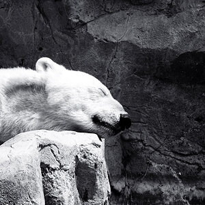 Eisbär
