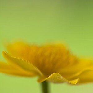 Sumpfdotterblumen