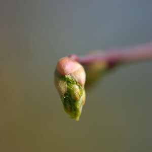 Knospe 03