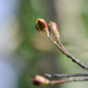 Knospe 07
