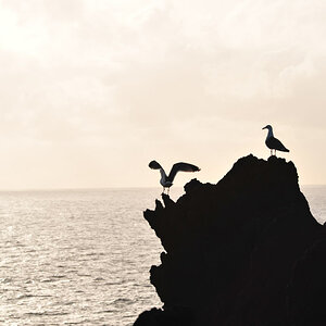 Lanzarote I