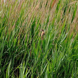 Kastenweiher05.09 Schilfrohrsaenger01