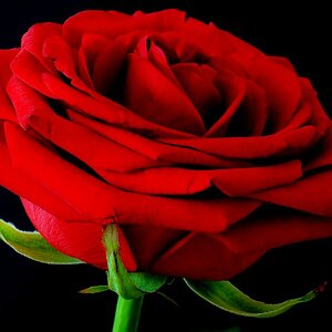 NFF Blume  3