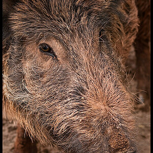 Wildschwein