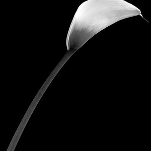 NFF Blume  4