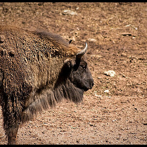 Wisent