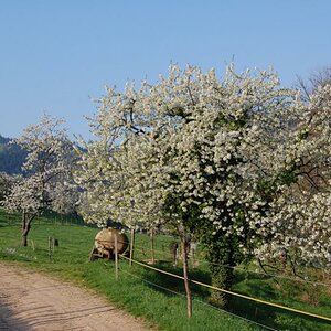 Kirschbaum2 1