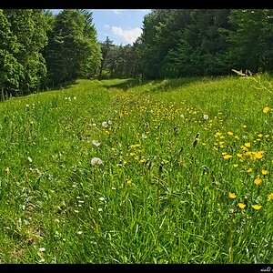 Wiese
s DSC 0170