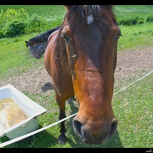 Pferd mit Badewanne (und Fliegen)
s DSC 0036 lzn