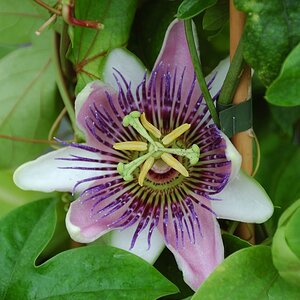 Passionsblume