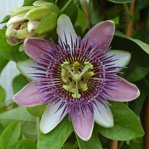Passionsblume