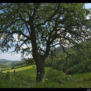 Apfel (Streuobst)
s DSC 0077