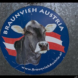 Braunvieh Austria
s DSC 0078