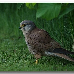 Turmfalke1