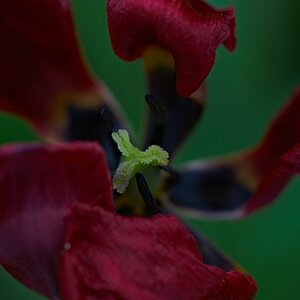 Tulpentod I
s DSC 0899