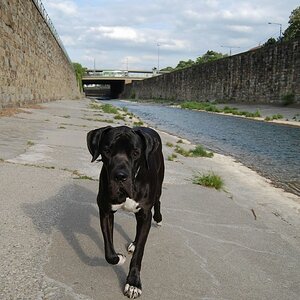 Urban-dog