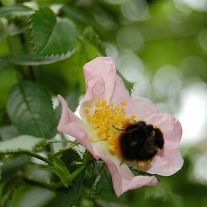 schwer beladener Brummer