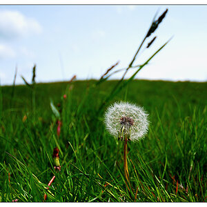 wiese1