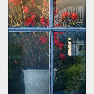 Blumen am Fenster
