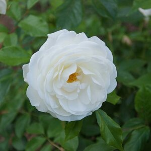 Rose an meiner Uni