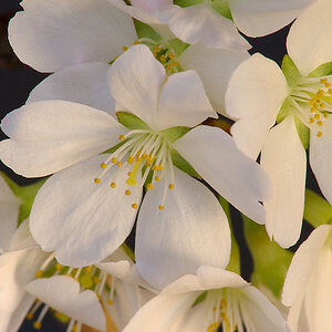 Kirschblüte