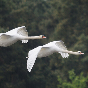 Kastenweiher Schwan16