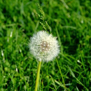 Pusteblume