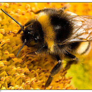 Hummel auf Sonnenblume