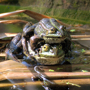 Kroete07