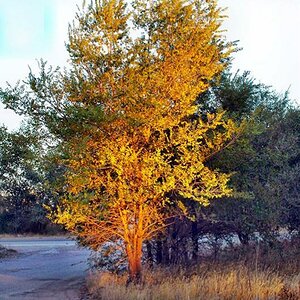 baum in der abendsonne