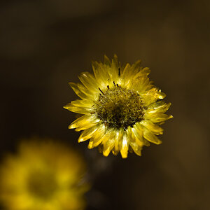 Stroblume?
