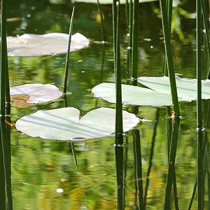 licht Blumen (10)