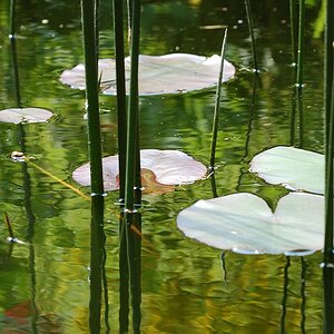 licht Blumen (11)