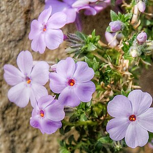Gartenblumen an der Mauer