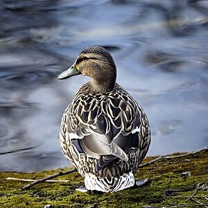 Ente in Braunschweig/Ridagshausen