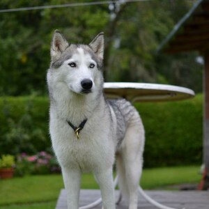Kisha alles im Blick